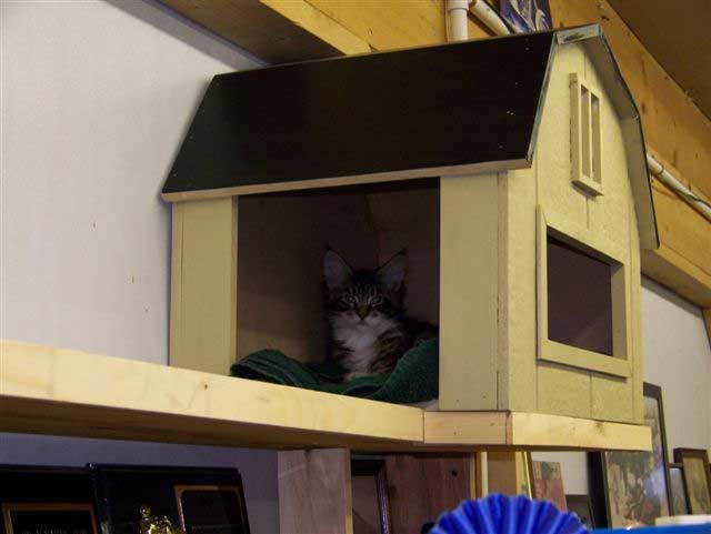 Cheyenne in her cat house.